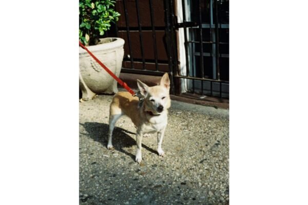 Lomography Color Tiger 200 (110) - Image 6