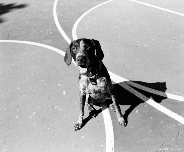CineStill BwXX (Double-X) (120) - Image 4